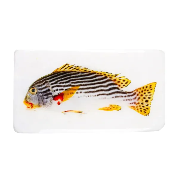 dcoration_murale_poisson__SKU423cd7a7b340f63b6e7f53b86427c8f7_0.webp Décoration Murale Poisson Gaterin Sur Fond Blanc - 35 Cm X 20 Cm-Stigerwoods Outlet