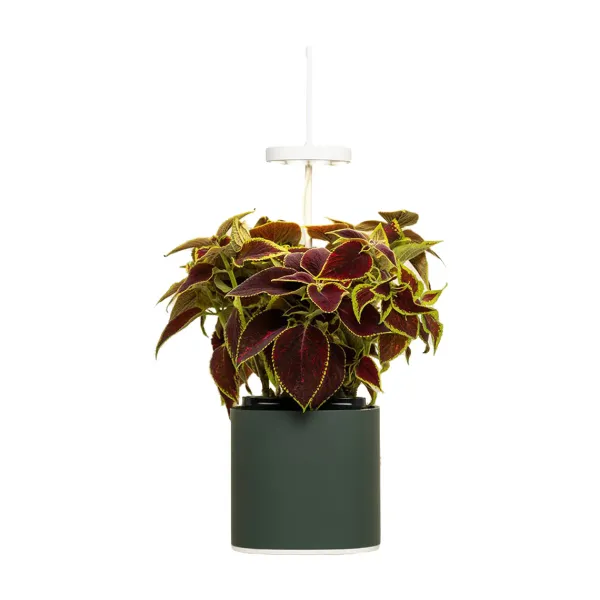 jardin_dinterieur_connect_SKU43e64cb88cf1bf7bfa8febccfcdc0acb_0.webp Jardin D'Interieur Connecte Nano Garden - Vert Foret-Prêt à pousser Outlet