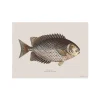 Set De Table Rectangle Poisson Chirala - 33 X 45 Cm-Pôdevache New
